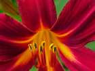Usa-Washington State-Issaquah. Orange and red daylily flower close-up Art Print
